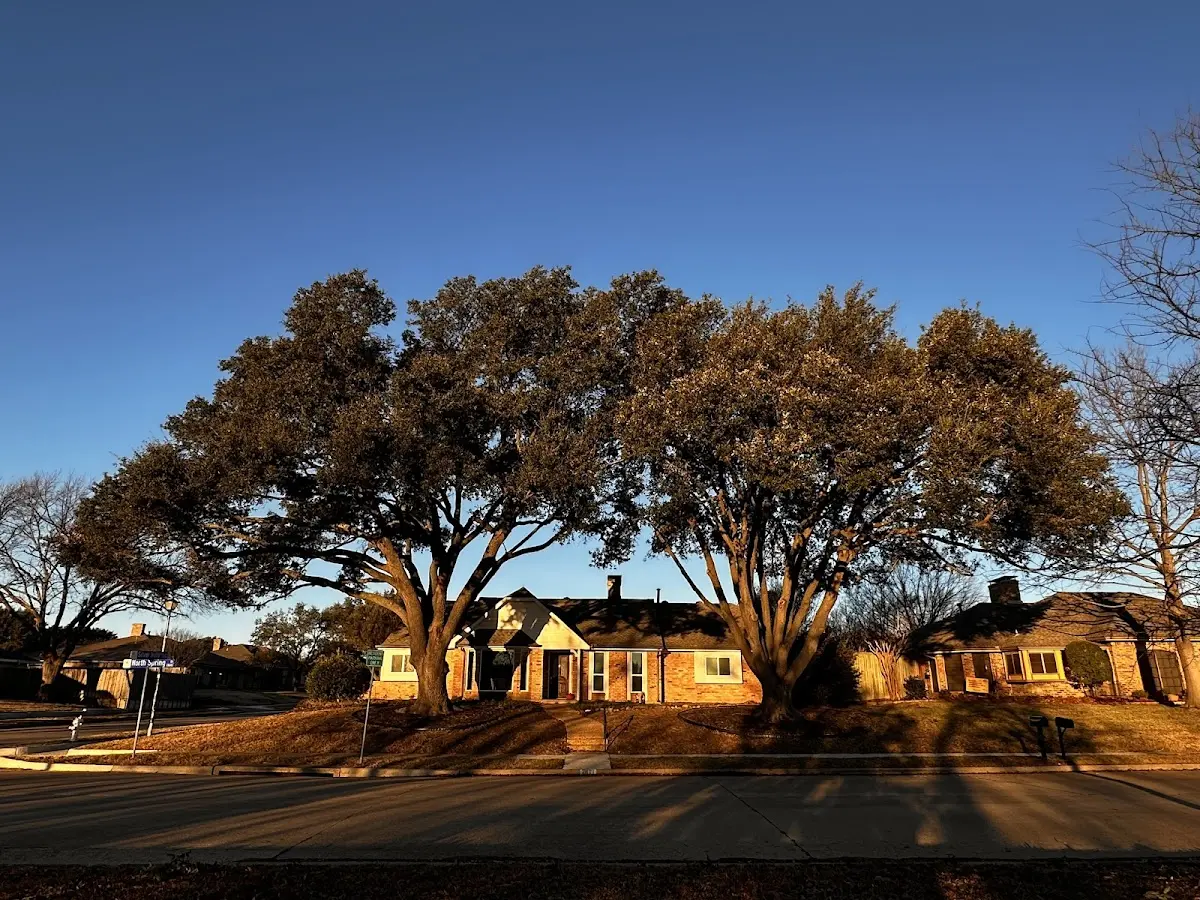 Established residential canopy tree shading a home in Gainesville